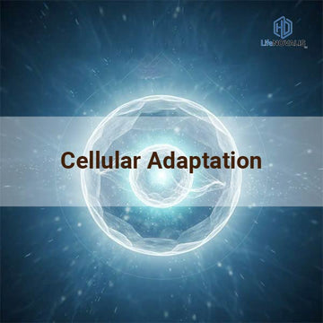 Cellular Adaptation – Natural Resistance to Fatigue &amp; Stress