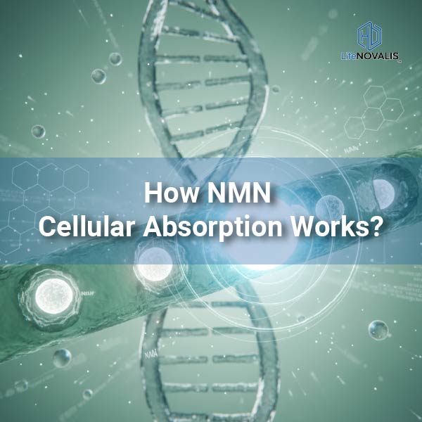 nmn cellular absorption scientific illustration for healthy aging
