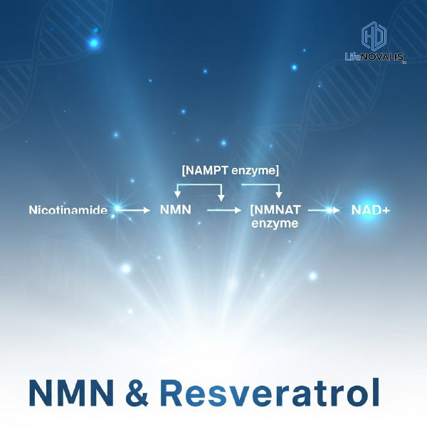 NMN & Resveratrol salvage pathway NAD⁺